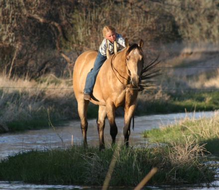 HorseID: 2314531 DK BRINGING THE CASH - PhotoID: 1100413