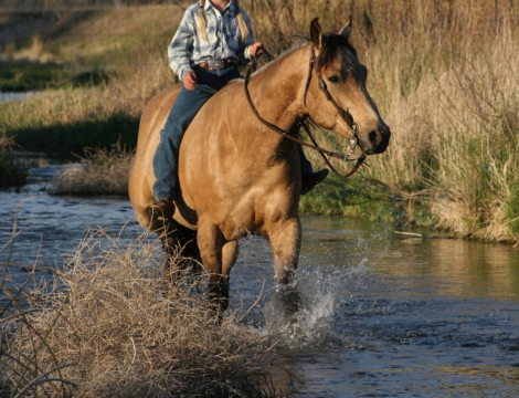 HorseID: 2314531 DK BRINGING THE CASH - PhotoID: 1100414