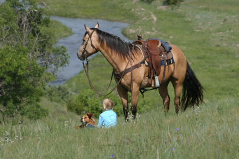 HorseID: 2314531 DK BRINGING THE CASH - PhotoID: 1100415