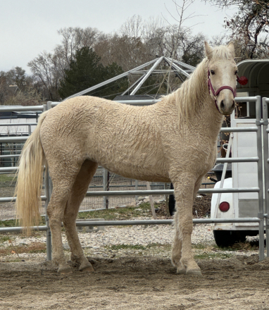 HorseID: 2314533 HD Pride's Serafina - PhotoID: 1100276