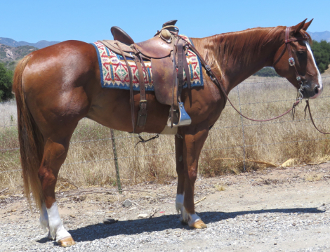 HorseID: 2314535 JOSHUA - PhotoID: 1100284