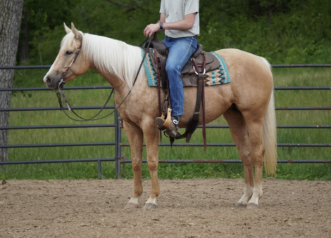 HorseID: 2314536 Silver Royal Dancer - PhotoID: 1100285