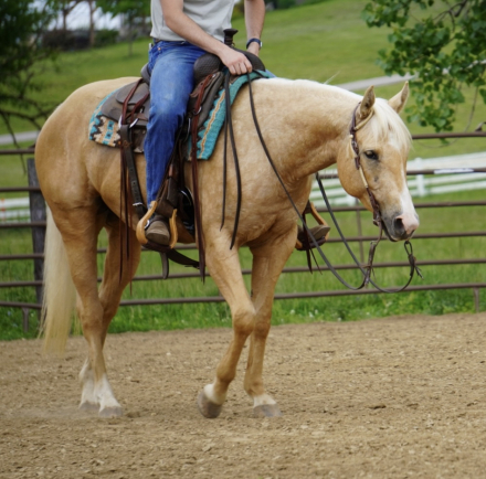 HorseID: 2314536 Silver Royal Dancer - PhotoID: 1100286