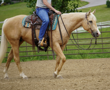 HorseID: 2314536 Silver Royal Dancer - PhotoID: 1100287