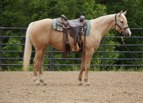 HorseID: 2314536 Silver Royal Dancer - PhotoID: 1100288