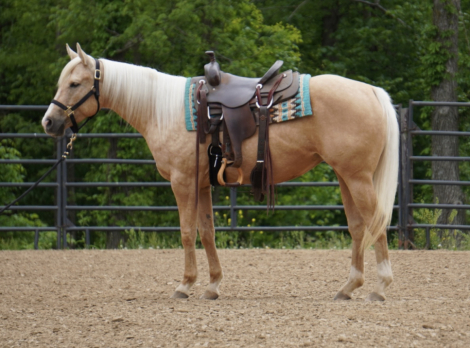 HorseID: 2314536 Silver Royal Dancer - PhotoID: 1100289