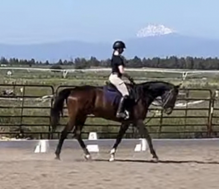 HorseID: 2314538 HS Cool River Creek - PhotoID: 1100291