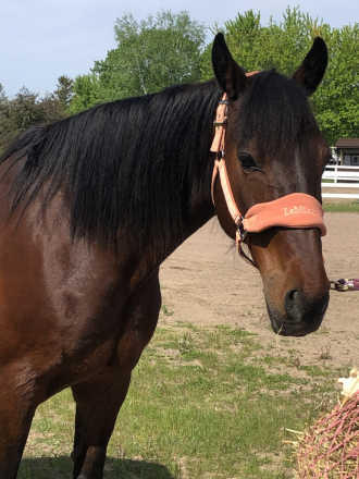 HorseID: 2314539 Mr. Ed - PhotoID: 1100294