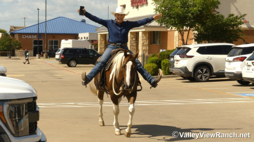 HorseID: 2314540 Obviously A Playboy - PhotoID: 1100297