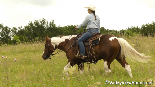 HorseID: 2314540 Obviously A Playboy - PhotoID: 1100298