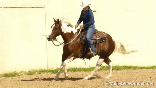 HorseID: 2314540 Obviously A Playboy - PhotoID: 1100300