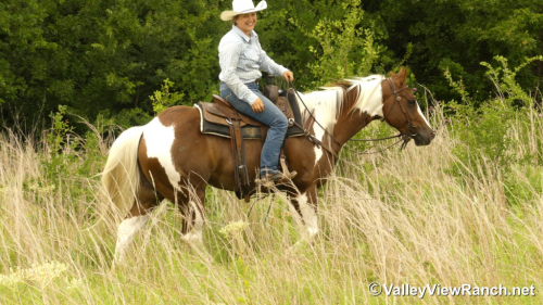 HorseID: 2314540 Obviously A Playboy - PhotoID: 1100301