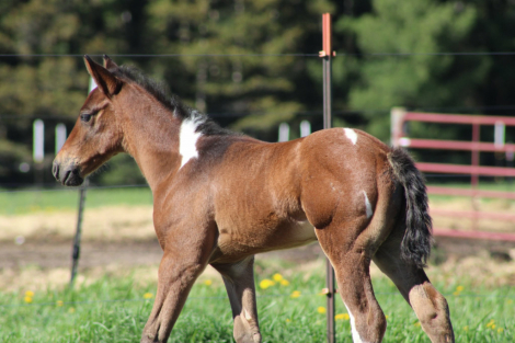 HorseID: 2314541 Rip - PhotoID: 1100302