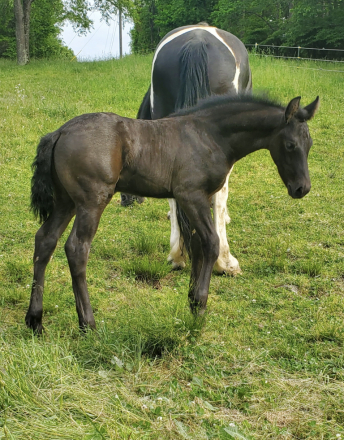 HorseID: 2314542 Riot - PhotoID: 1100303