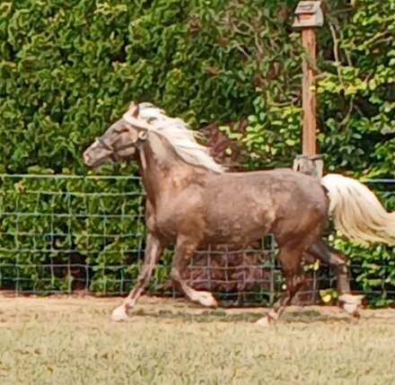 HorseID: 2314543 'WHISKEY'S SILVER DREAM' - PhotoID: 1100308