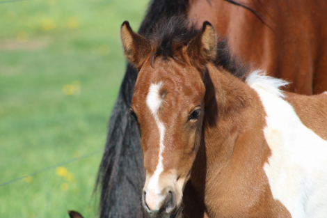 HorseID: 2314544 Malarkey - PhotoID: 1100305