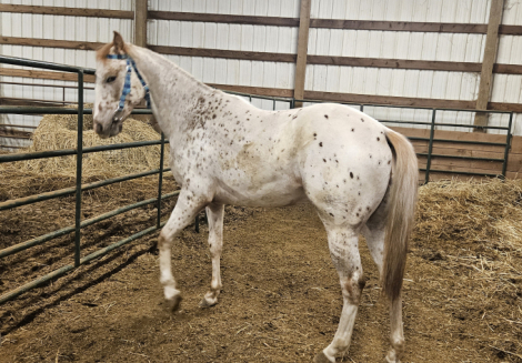 HorseID: 2314546 Justa Fancy Mavrick - PhotoID: 1100697