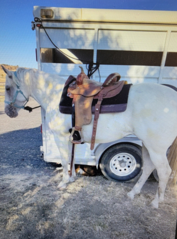 HorseID: 2314547 Skye - PhotoID: 1100315