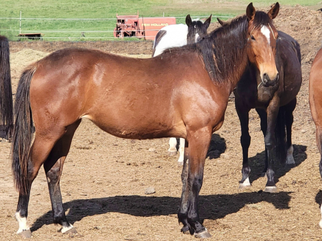 HorseID: 2314548 Maple Syrup KE - PhotoID: 1100316