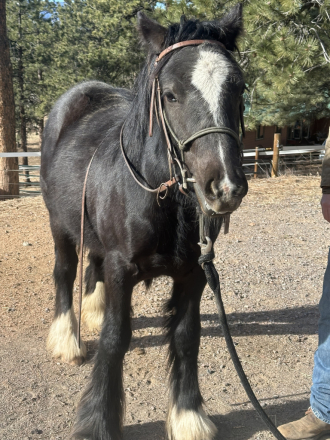 HorseID: 2314553 Paint it black - PhotoID: 1100785