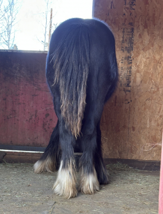 HorseID: 2314553 Paint it black - PhotoID: 1100787