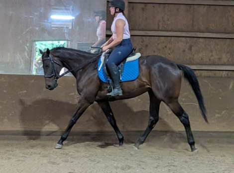 HorseID: 2314555 Lucky Honey - PhotoID: 1100318