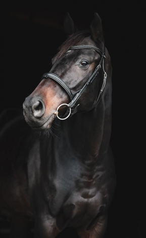 HorseID: 2314555 Lucky Honey - PhotoID: 1100320
