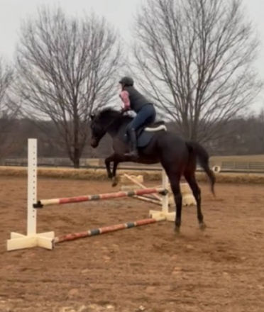 HorseID: 2314555 Lucky Honey - PhotoID: 1100321