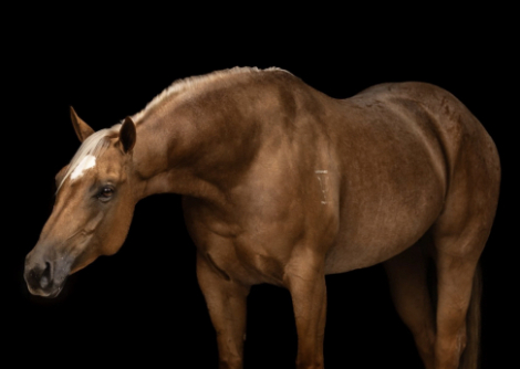 HorseID: 2314556 Peptos Miss Cody - PhotoID: 1100322