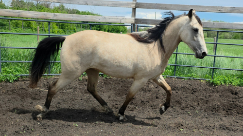 HorseID: 2314558 MDR Clear Signal - PhotoID: 1100324