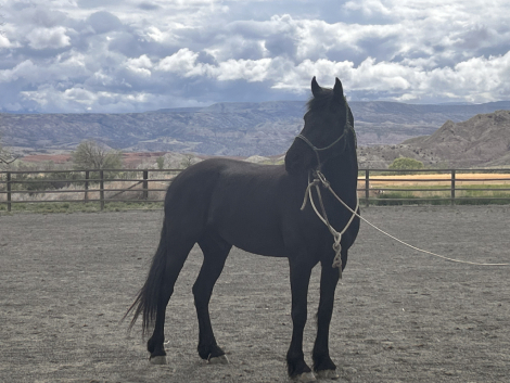 HorseID: 2314563 Tuco - PhotoID: 1100331