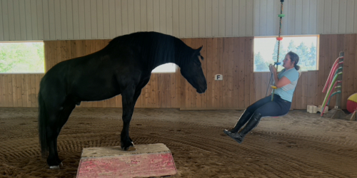 HorseID: 2314563 Tuco - PhotoID: 1100334