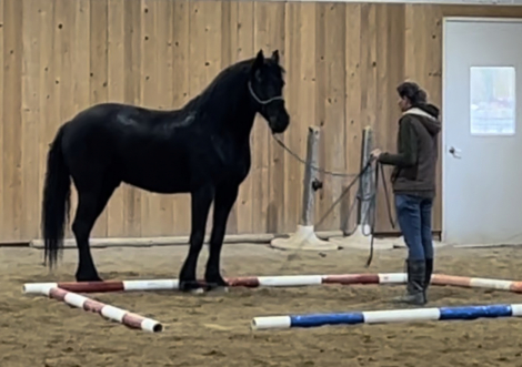 HorseID: 2314563 Tuco - PhotoID: 1100335