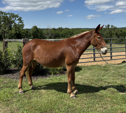 HorseID: 2314565 Melvin - PhotoID: 1100327