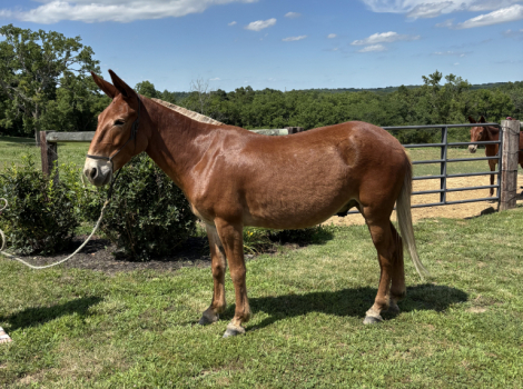 HorseID: 2314565 Melvin - PhotoID: 1100328