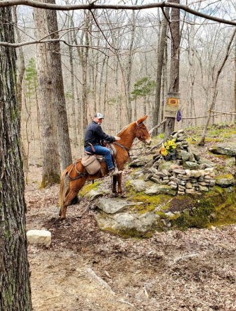 HorseID: 2314565 Melvin - PhotoID: 1100329