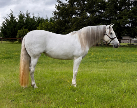 HorseID: 2314566 Rosalena PFR - PhotoID: 1100330