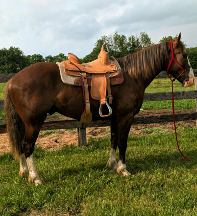 HorseID: 2314568 Hershey - PhotoID: 1100337