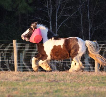 HorseID: 2314572 Pleasantly Piper - PhotoID: 1100340