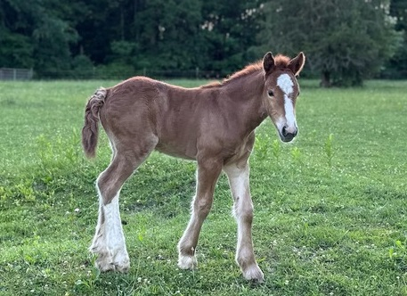 HorseID: 2314573 Trudy's Carmel - PhotoID: 1100347