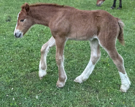 HorseID: 2314573 Trudy's Carmel - PhotoID: 1100348