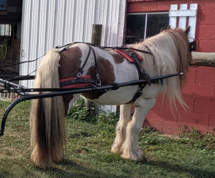 HorseID: 2314573 Trudy's Carmel - PhotoID: 1100349