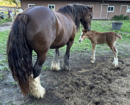 HorseID: 2314573 Trudy's Carmel - PhotoID: 1100350