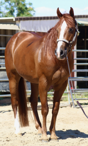 HorseID: 2314575 Spartan - PhotoID: 1100351