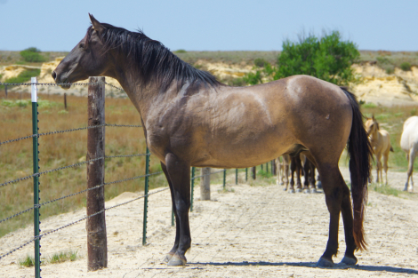 HorseID: 2314576 Hollywood Blue Doc - PhotoID: 1100623