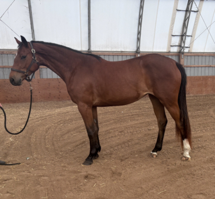 HorseID: 2314583 Trixie K - PhotoID: 1100354