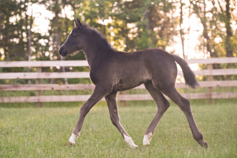 HorseID: 2314588 DB Touch of Whimsy - PhotoID: 1100464