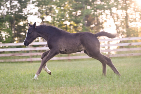 HorseID: 2314588 DB Touch of Whimsy - PhotoID: 1100465