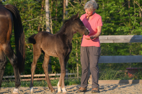 HorseID: 2314588 DB Touch of Whimsy - PhotoID: 1100466