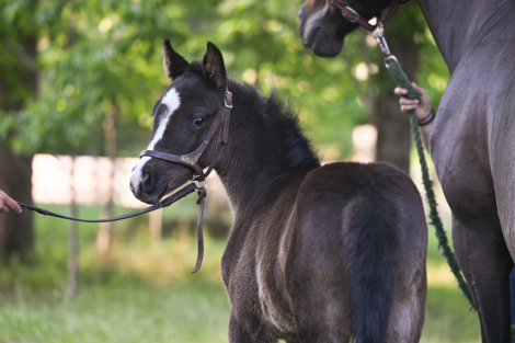 HorseID: 2314588 DB Touch of Whimsy - PhotoID: 1100467